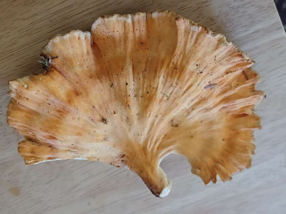 Can Family Cut out's Mushrooms