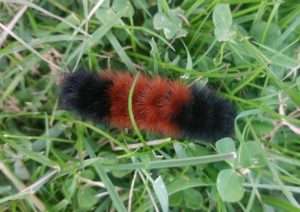 Woolly bears winter prediction - photo of black and rust striped Isabella tiger moth caterpillar in the grass