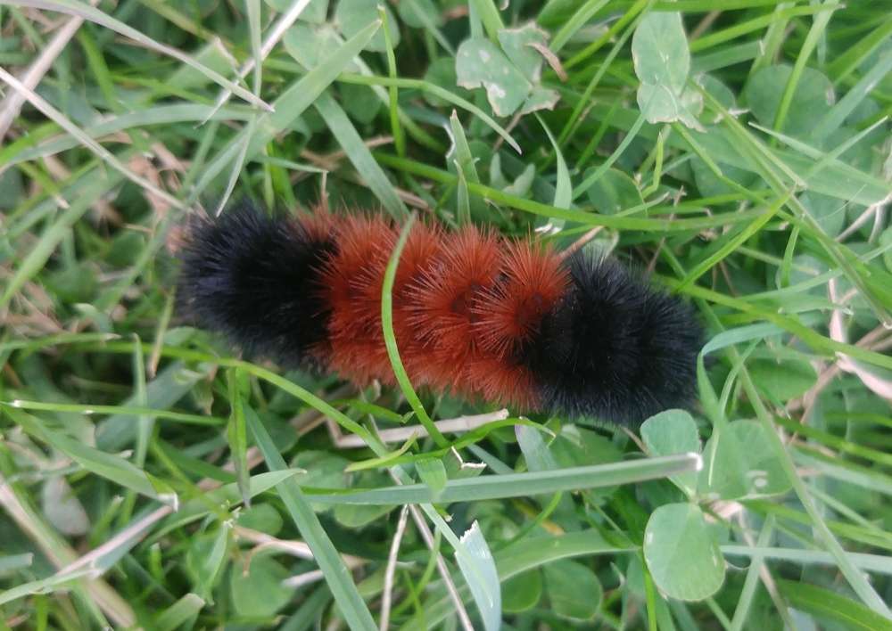 Are Woolly Bears Winter Weather Predictors? Rebecca Lexa, Naturalist