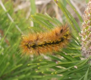 Woolly bears winter predictions - a yellow and black spotted silver-spotted tiger moth caterpillar with tufts of auburn fur on shore pine needles