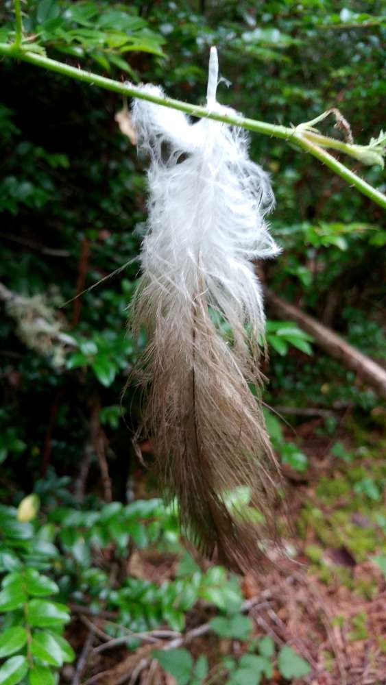 nature and foraging classes - great blue heron feather hanging on a twig
