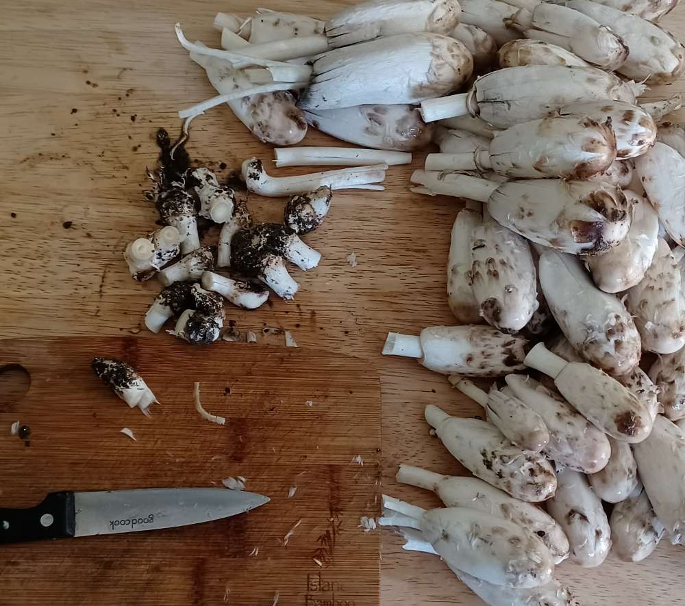 shaggy mane mushrooms on a cutting board