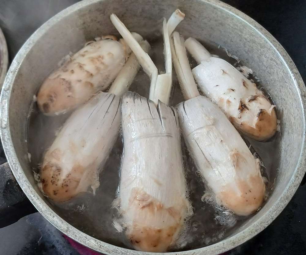 shaggy mane mushrooms in a pot of boiling water