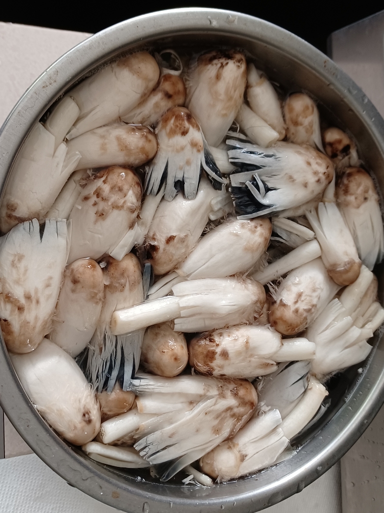 shaggy mane mushrooms in a metal bowl of cold water