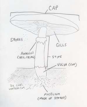 What Makes a Mushroom a Mushroom? How the Mycelium Debate Could