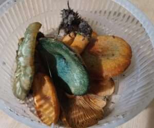 mushrooms and aposematism saffron milkcap mushrooms in a basket