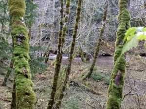 plants fix nitrogen like this forest of moss-covered red alder trees near an autumn stream