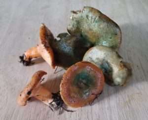 five assorted orange and green mushrooms for wild mushroom tarts on a wooden table