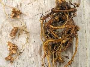 plants fix nitrogen examples of root nodules which look like small white and brown swellings on brown roots