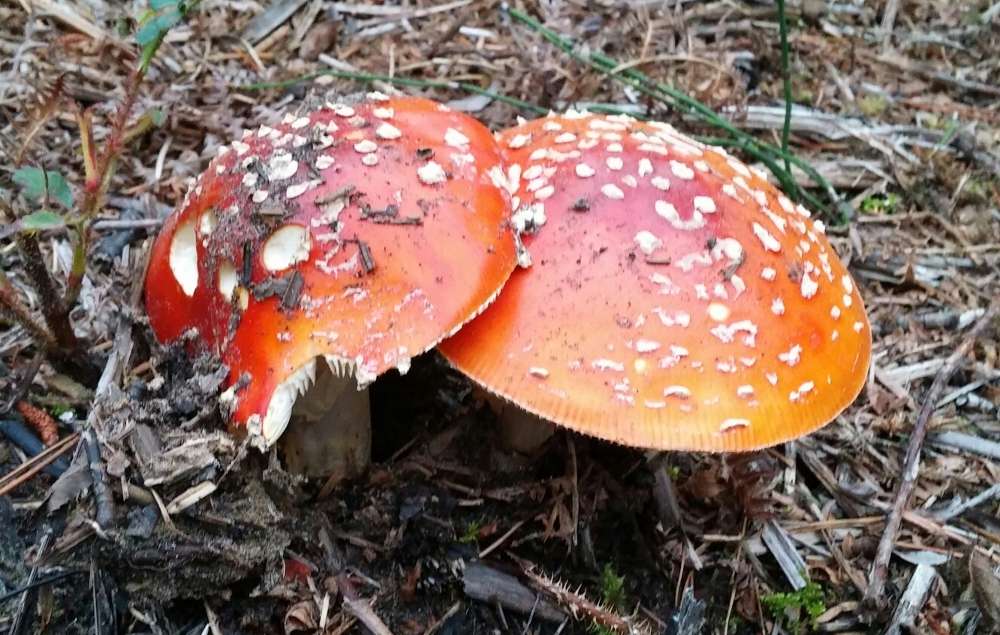 Mushrooms And Aposematism Rebecca Lexa Naturalist