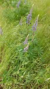 plants fix nitrogen a tall lupine plant with purple flower 