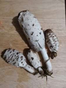 Fall Mushroom Hunting with four white and brown shaggy mane mushrooms on a wooden board