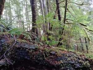 A nurse log is similar to a nurse stump except it is a fallen tree instead of a standing stump