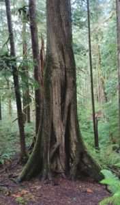 Large tree with several feet of exposed roots