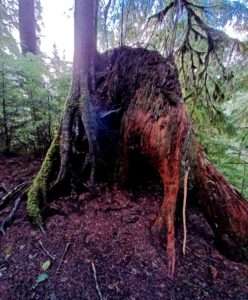 Young tree growing on decaying nurse stump