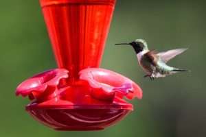 Black-chinned hummingbird at a red hummingbird feeder for how to feed birds