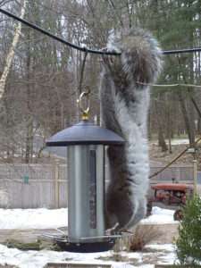 Image of a gray squirrel hanging from a cable to reach down to a bird feeder also on the cable for how to feed birds