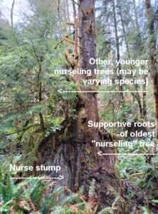 Photo with labels showing nurse stump, supportive roots of oldest nurseling tree, and several younger nurseling trees