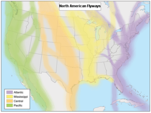 A map of the United States showing flyways marked over the west coast, Great Plains, Missisippi River Valley, and east coast for the Pacific Flyway Shorebird Survey article