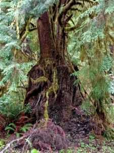Picture of a stump supporting several western hemlock trees of varying ages
