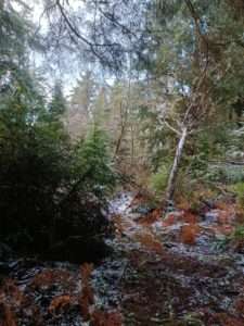 photo of a conifer forest with a snow-dusted pathway in the center for what is ecopsychology