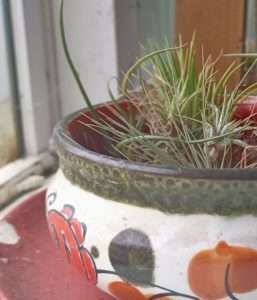 Small green air plants in a white and red ceramic pot for what is ecopsychology