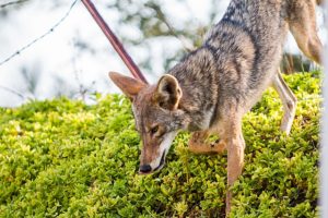 Coyote trotting down a green hill by a barbed wire fence