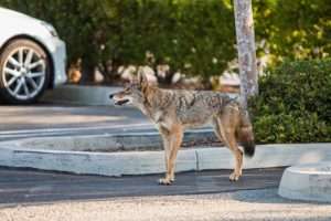 Coyote standing in a parking lot for coyote encounters