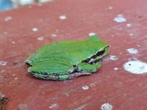 Photo of a small green Pacific tree frog sitting on a piece of red painted wood
