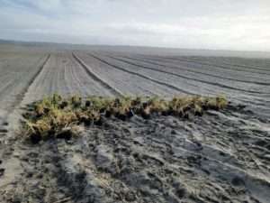 native plants in black pots on a sandy field meant to replace invasive beach grass