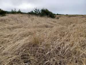 A field of dry brown invasive beach grass with only a few scrubby pine trees in the background