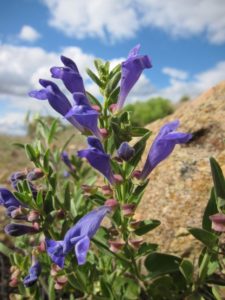 A cluster of purple trumpet-shaped flowers with green leaves against a blue sky with clouds for article on planting trees