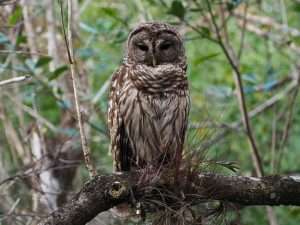 Brown and white barred owl in a tree for article on planting trees