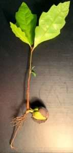 A seedling with light green leaves growing out of a broken acorn lying on a piece of cardboard for article on planting trees