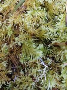 Oregon beaked moss, a green feathery textured moss for Moss Forests article