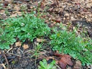 a few bright green plants with many small leaves and tiny white flowers for foraging for spring greens