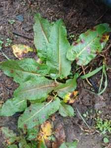 dock plant with large, long green leaves with red spots for foraging for spring greens