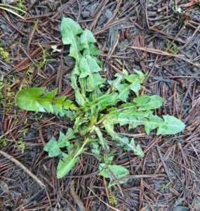 a circle of green, sharply lobed dandelion leaves at ground level for foraging for spring greens