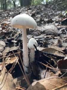 Two pure white mushrooms, one smaller than the other, for Forage Safely article