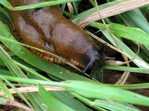 Red and brown slug in green grass for invasive slugs and snails article