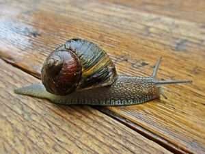 A large brown snail with a brown and black and gold striped shell