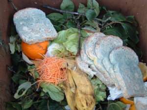 Moldy bread and vegetable scraps for What Are Decomposers