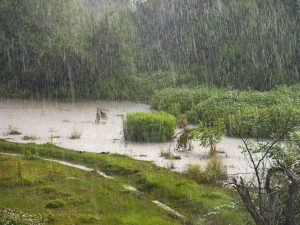 A green field with grass and bushes with a heavy rain falling on it for Forage Safely article