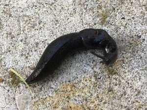 Large black slug on stone or cement for invasive slugs and snails article