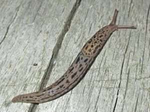 Light brown slug with black spots on wooden deck for invasive slugs and snails article