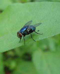 A blue-toned fly with red eyes on a green leaf for What Are Detritivores article