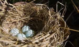 Grassy bird nest with four white eggs for found a baby bird article