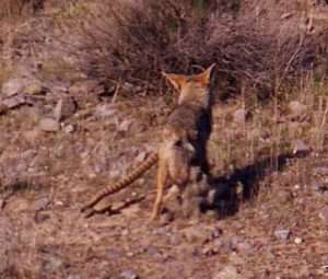 Coyote hunting a rattlesnake for rattlesnake roundup article