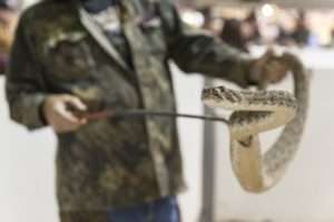 A person holds a live rattlesnake with long hooked tools at a rattlesnake roundup