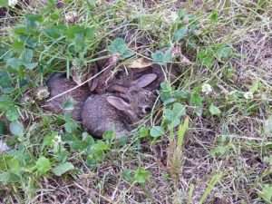 Four very small brown rabbits hidden in clover for the found a rabbit article
